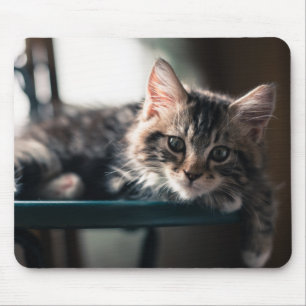 Young Male Tabby Cat 2 Mouse Pad