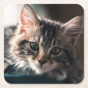 Young Male Tabby Cat 2 Square Paper Coaster