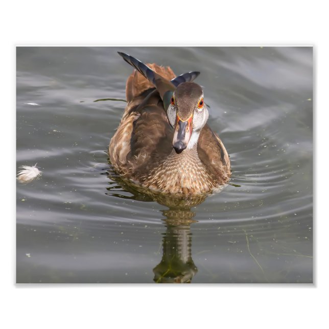 Young Male Wood Duck on Pond Photo Print (Front)