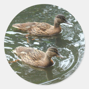 Young Mallard Ducks Classic Round Sticker