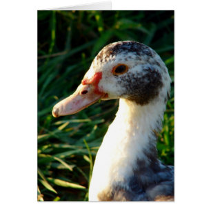 Young Muscovy Hen Duck