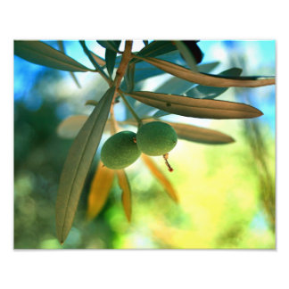 Young Olive On A Branch Photo Print