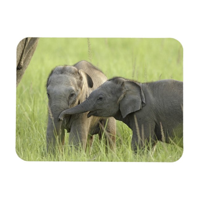 Young ones of Indian / Asian Elephant Magnet (Horizontal)