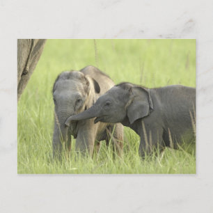 Young ones of Indian / Asian Elephant Postcard