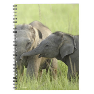 Young ones of Indian / Asian Elephant Spiral Notebook