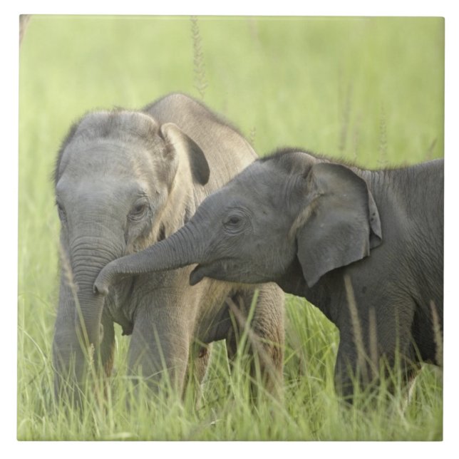 Young ones of Indian / Asian Elephant Tile (Front)