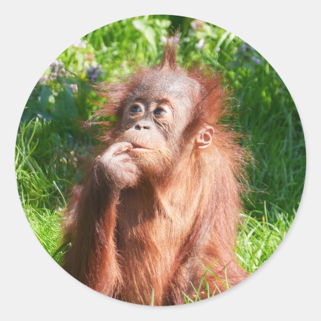Young Orangutan Deep in Thought Classic Round Sticker (Front)