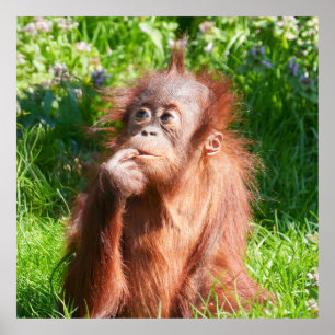 Young Orangutan Deep in Thought Poster