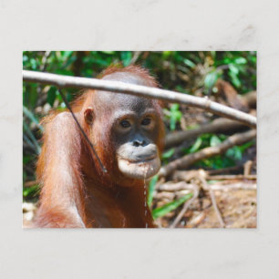 Young Orangutan Drinks Water on island of Borneo Postcard
