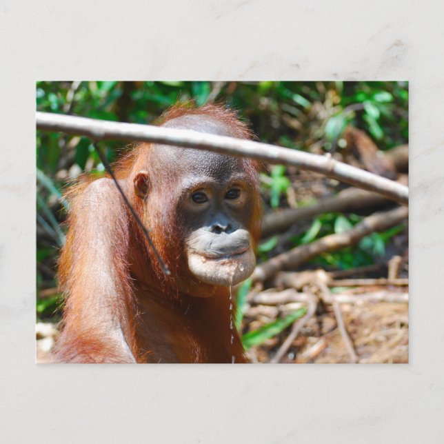 Young Orangutan Drinks Water on island of Borneo Postcard (Front)