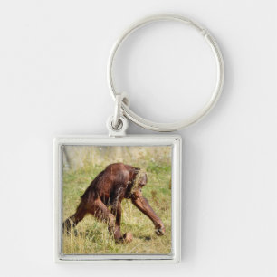 Young orangutan walking on grass   key ring