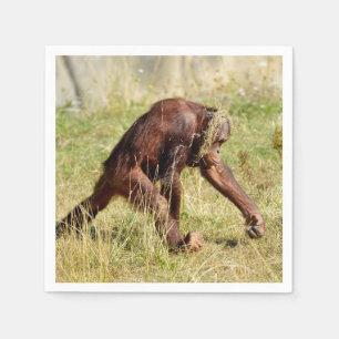 Young orangutan walking on grass napkin