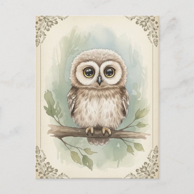 Young Owl Baby Wild Animals Postcard (Front)