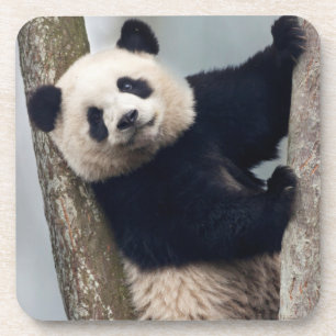 Young Panda climbing a tree, China Coaster