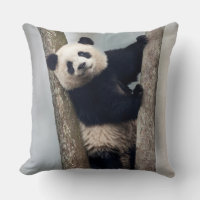 Young Panda climbing a tree, China