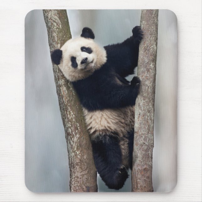 Young Panda climbing a tree, China Mouse Pad (Front)