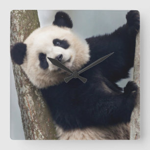 Young Panda climbing a tree, China Square Wall Clock