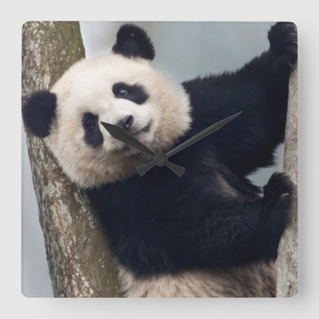 Young Panda climbing a tree, China Square Wall Clock (Front)