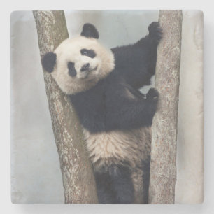Young Panda climbing a tree, China Stone Coaster