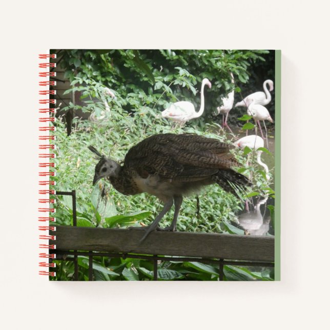 Young Peacock with Flamingos Notebook (Front)