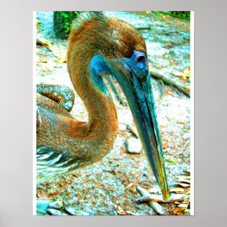 Young pelican head shot, high saturation colour poster