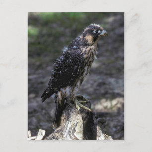 Young Peregrine Falcon Postcard