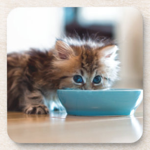 Young Persian Kitten Coaster