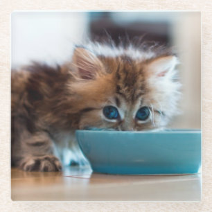 Young Persian Kitten Glass Coaster