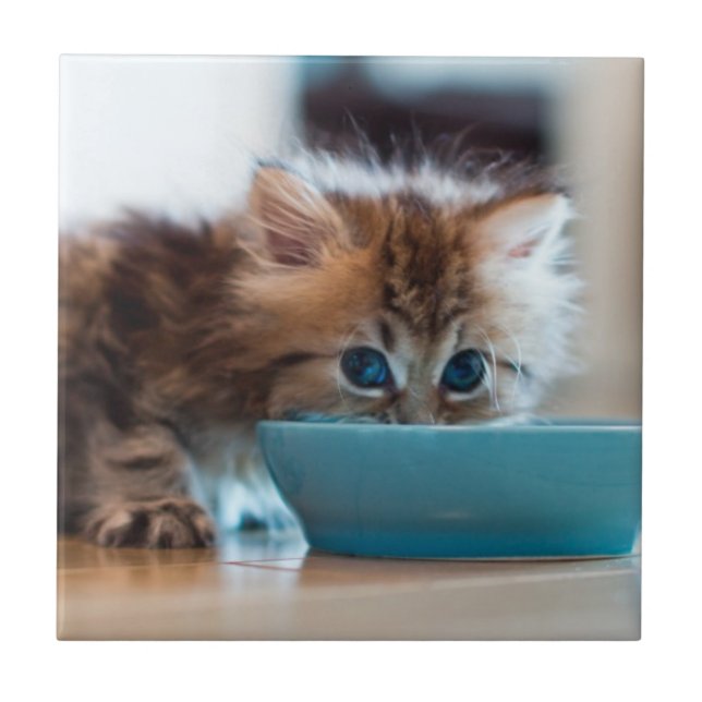Young Persian Kitten Tile (Front)