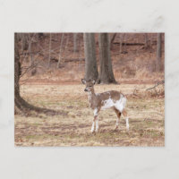 Young piebald deer