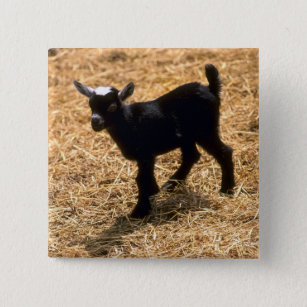 Young Pigmy Goat 15 Cm Square Badge