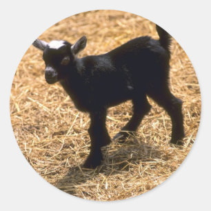 Young Pigmy Goat Classic Round Sticker