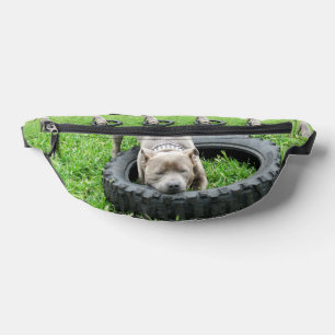 Young Playful Staffordshire Bull Terrier,  Bum Bags
