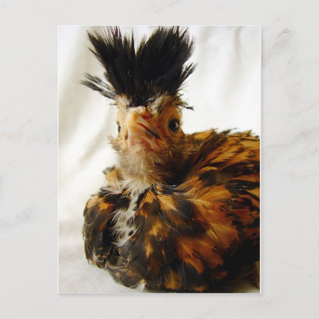 Young Polish Postcard (Front)