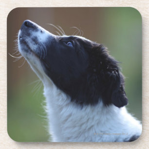 young pup Border Collie Coaster