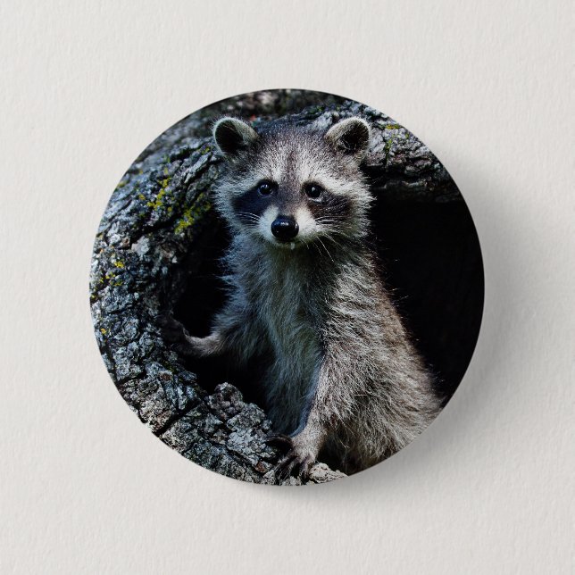 Young Racoon 6 Cm Round Badge (Front)