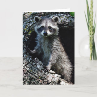 Young Racoon Card