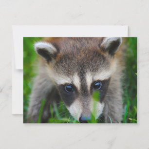 Young Racoon in the grass Postcard