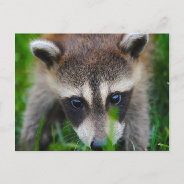 Young Racoon in the grass Postcard (Front)