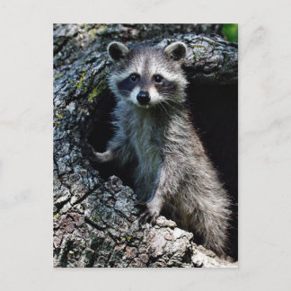 Young Racoon Postcard