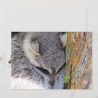 Young Racoon Sleeping Flat Card
