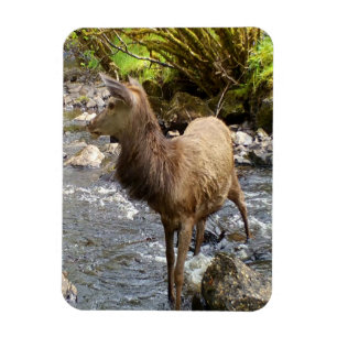 Young Red Deer on River Flexi Photo Magnet