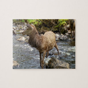Young Red Deer on River Jigsaw Puzzle