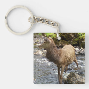 Young Red Deer on River  Key Ring