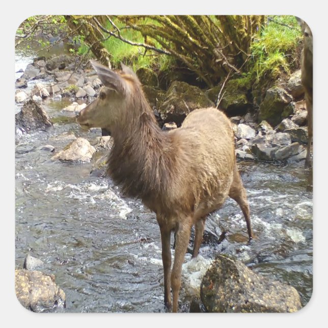 Young Red Deer Wildlife Woodland Forest Animal Art Square Sticker (Front)