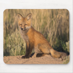 Young Red Fox at Golden Hour Mouse Pad