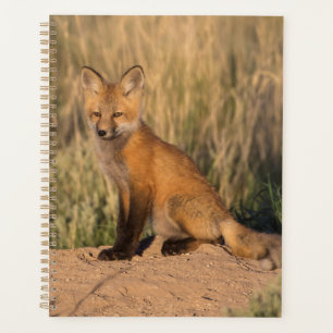 Young Red Fox at Golden Hour Planner