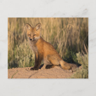 Young Red Fox at Golden Hour Postcard