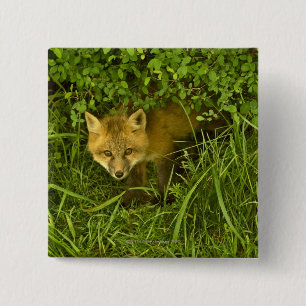 Young Red Fox coming out from hiding in bushes 15 Cm Square Badge