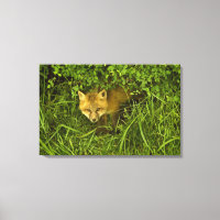 Young Red Fox coming out from hiding in bushes